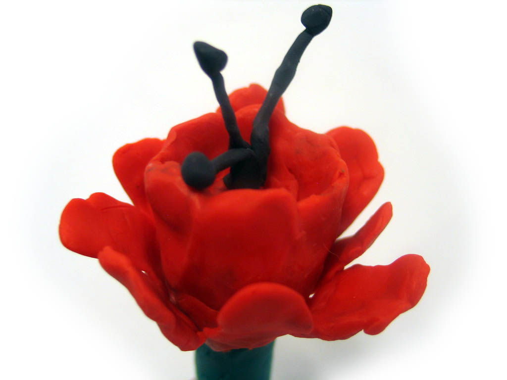 fleur rouge